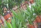 Mayrungplant-nursery-10.jpg; ?>