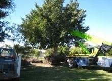 Kwikfynd Tree Management Services
mayrung