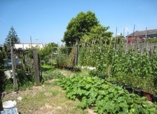 Kwikfynd Vegetable Gardens
mayrung